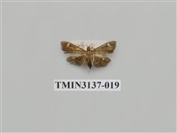 藏品(螟蛾265)的圖片